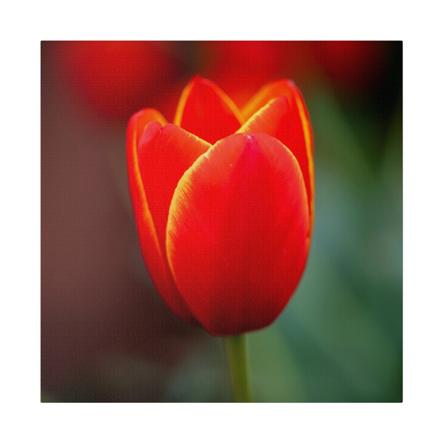 Fiery red and yellow tulip printed on a stretched matte canvas