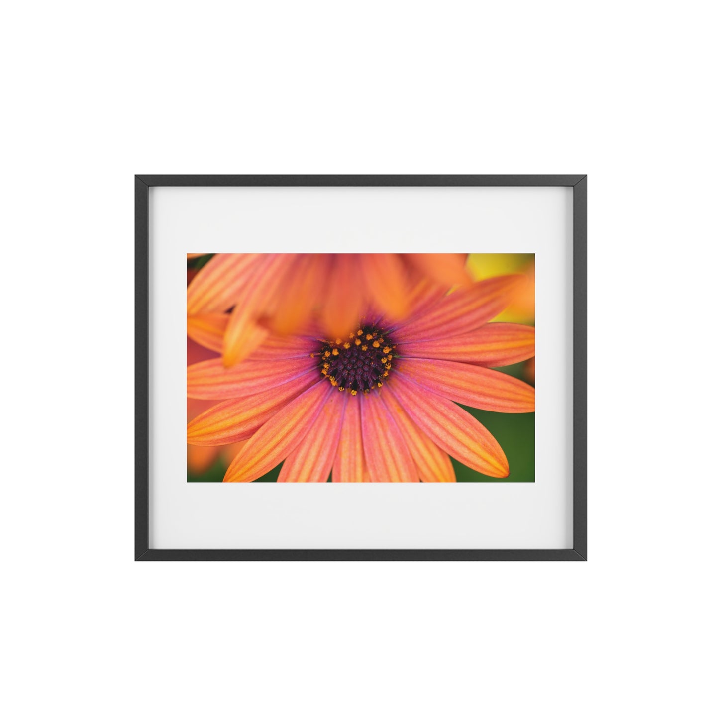 Colorful daisy printed on a framed matte poster