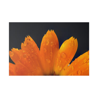 Orange flower petals drenched in dew printed on a stretched matte canvas