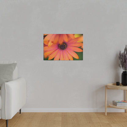 Colorful daisy printed on a stretched matte canvas