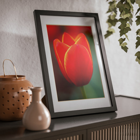 Fiery red and yellow tulip in a black framed poster