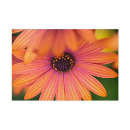 Colorful daisy printed on a stretched matte canvas