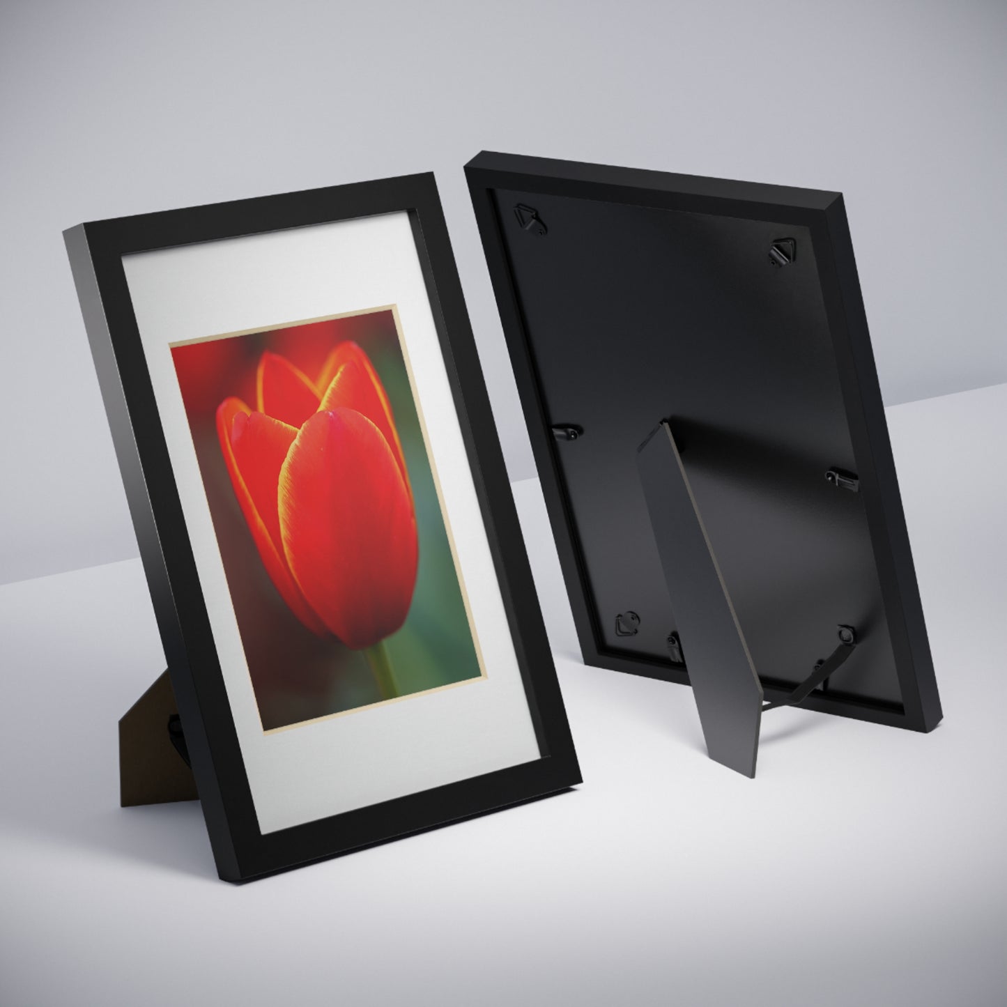 Fiery red and yellow tulip in a black framed poster