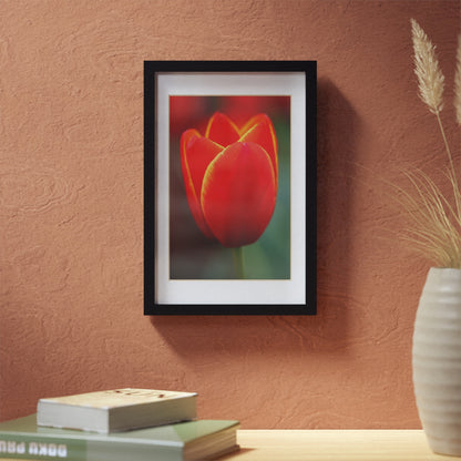 Fiery red and yellow tulip in a black framed poster