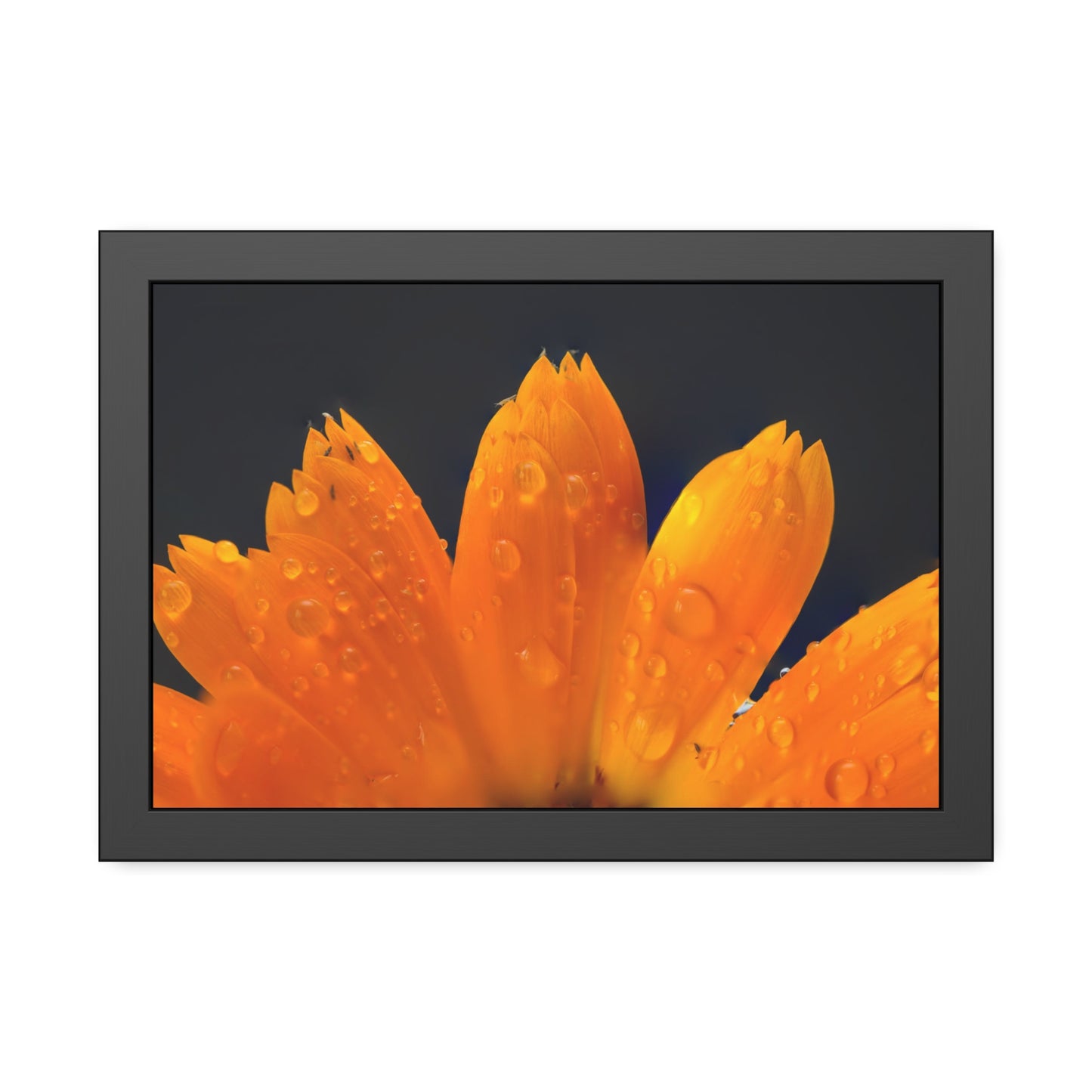 Orange flower petals drenched in dew printed on a framed paper poster