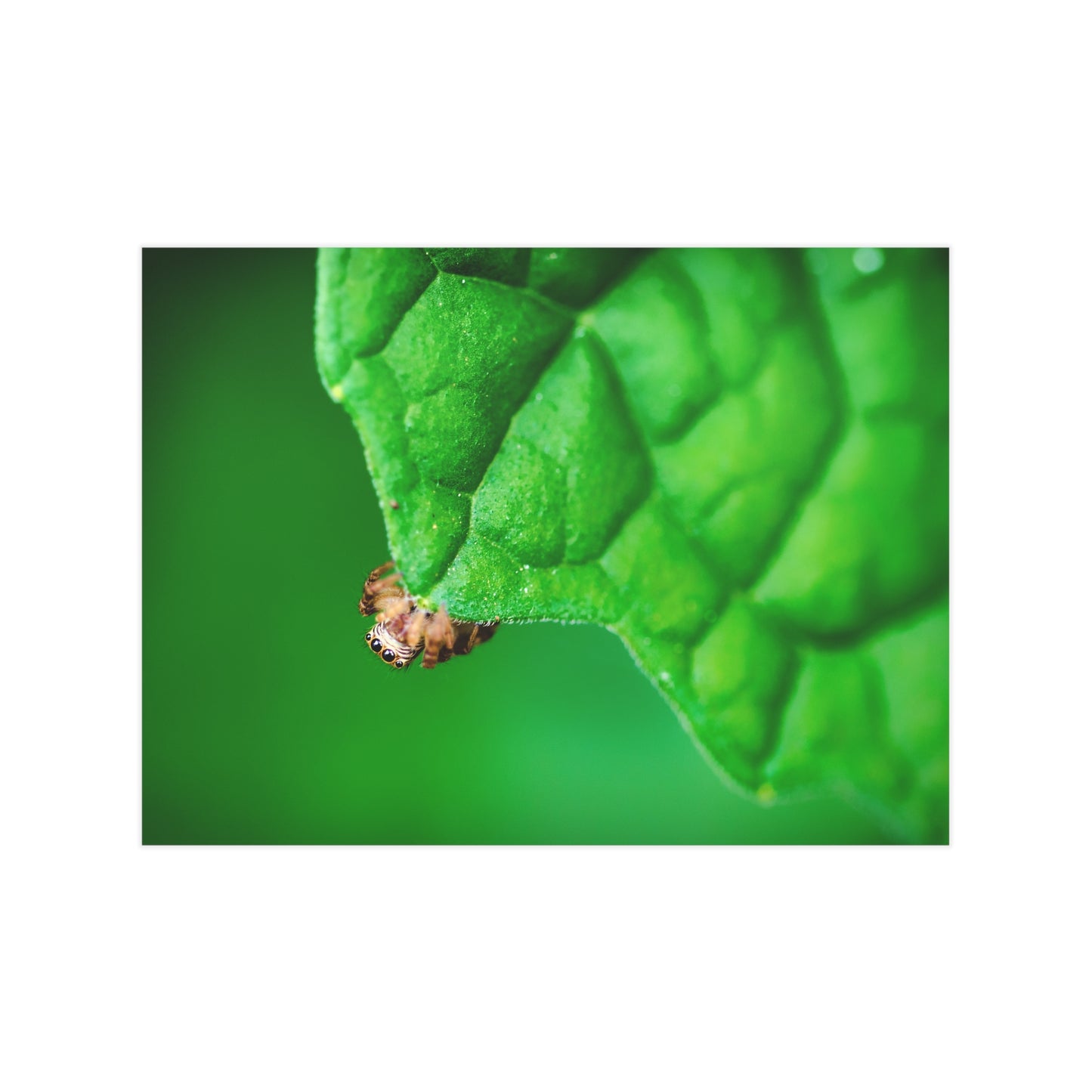 They live amongst us! A macro print of a tiny spider sitting at the edge of a luscious green leaf