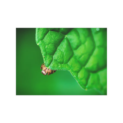 They live amongst us! A macro print of a tiny spider sitting at the edge of a luscious green leaf