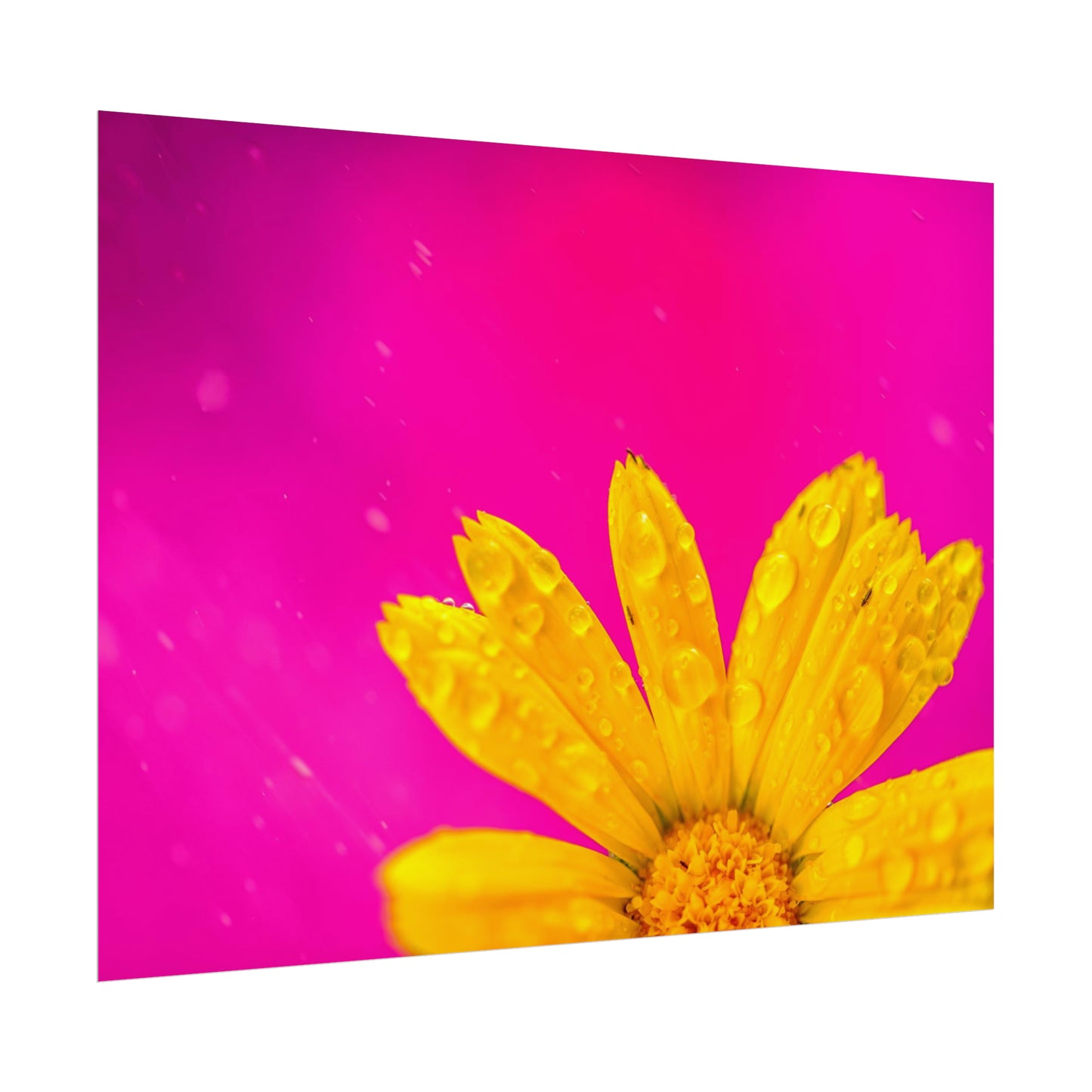 Beautiful yellow flower printed on rollable poster