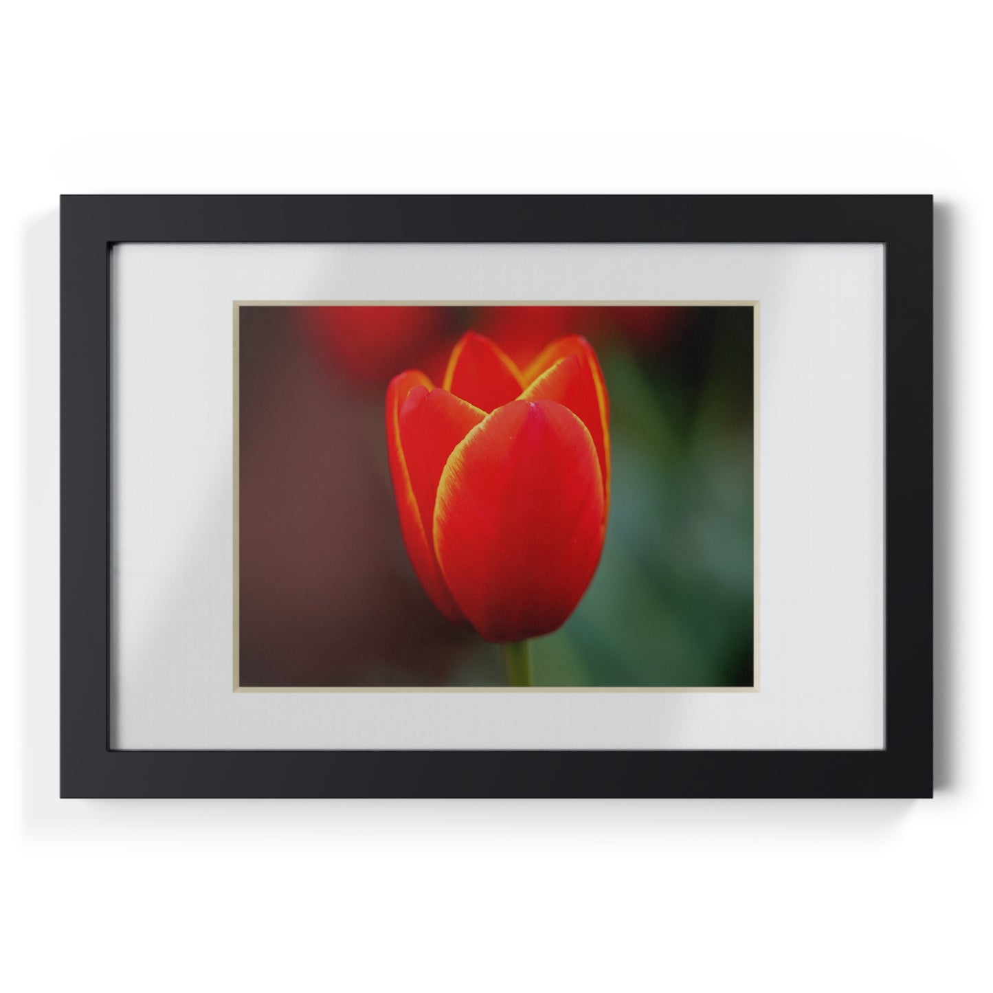 Fiery red and yellow tulip in a black framed poster