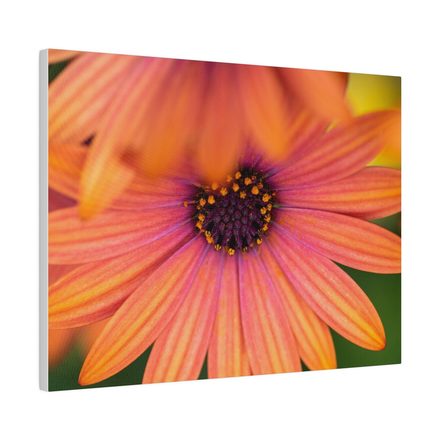 Colorful daisy printed on a stretched matte canvas