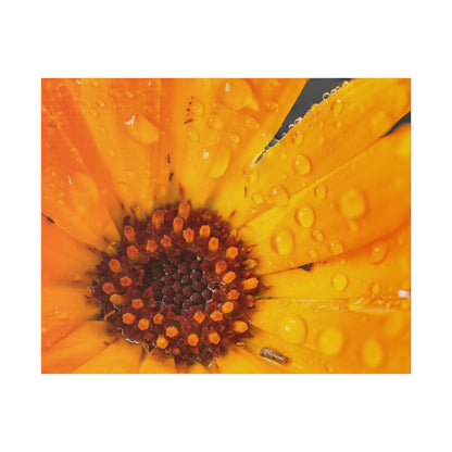 Orange flower petals drenched in dew printed on a stretched matte canvas