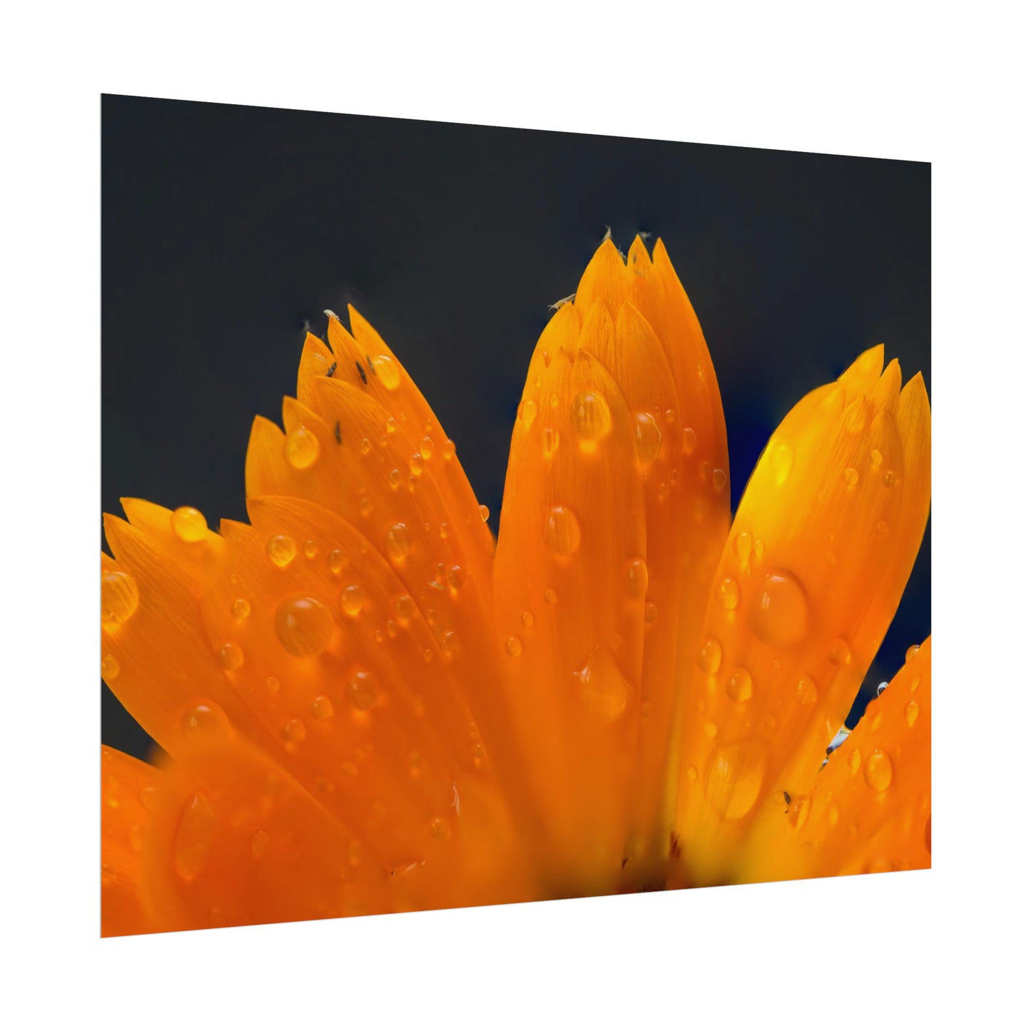 Orange flower petals drenched in dew printed on a rollable poster