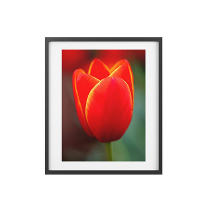 Fiery red and yellow tulip on a framed matte  poster