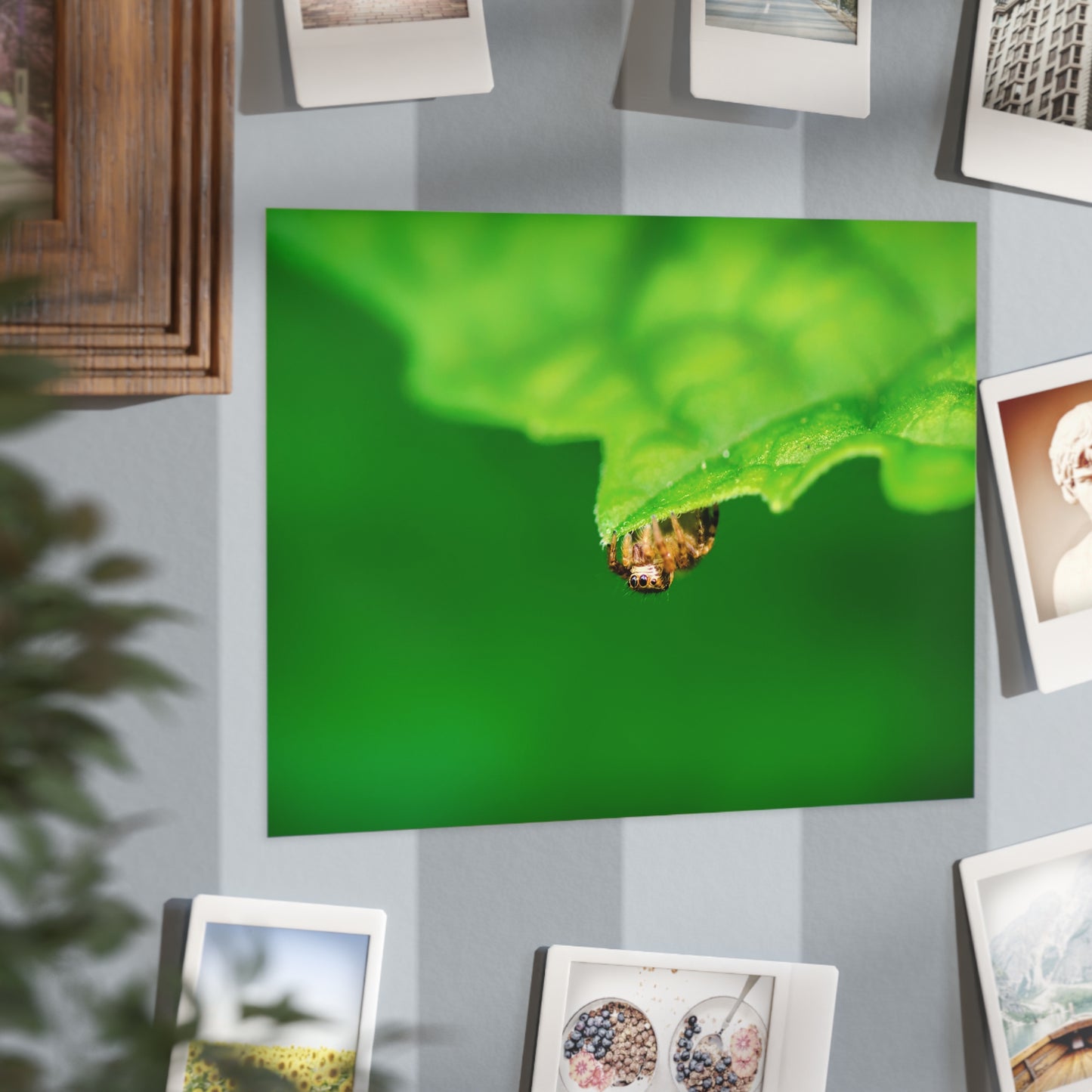 They live amongst us! A macro print of a tiny spider sitting at the edge of a luscious green leaf