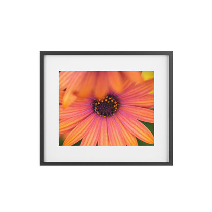 Colorful daisy printed on a framed matte poster