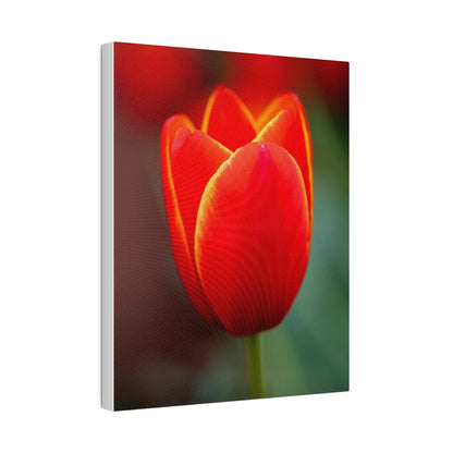 Fiery red and yellow tulip printed on a stretched matte canvas