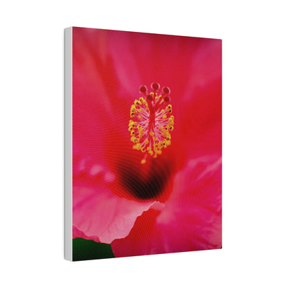 A beautiful hibiscus flower printed on a stretched matte canvas