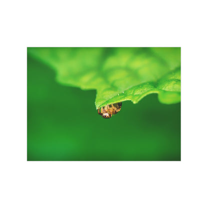 They live amongst us! A macro print of a tiny spider sitting at the edge of a luscious green leaf