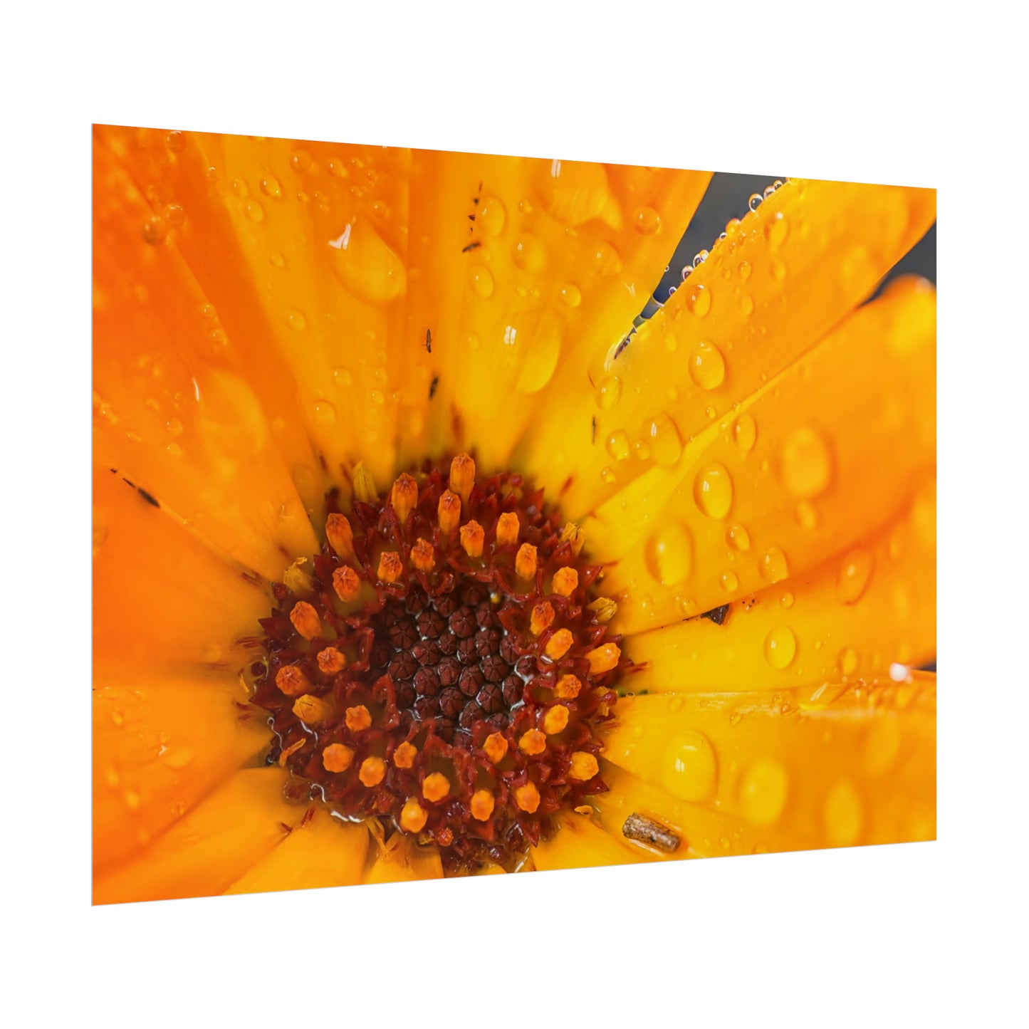 Drenched yellow flower printed on a rollable poster