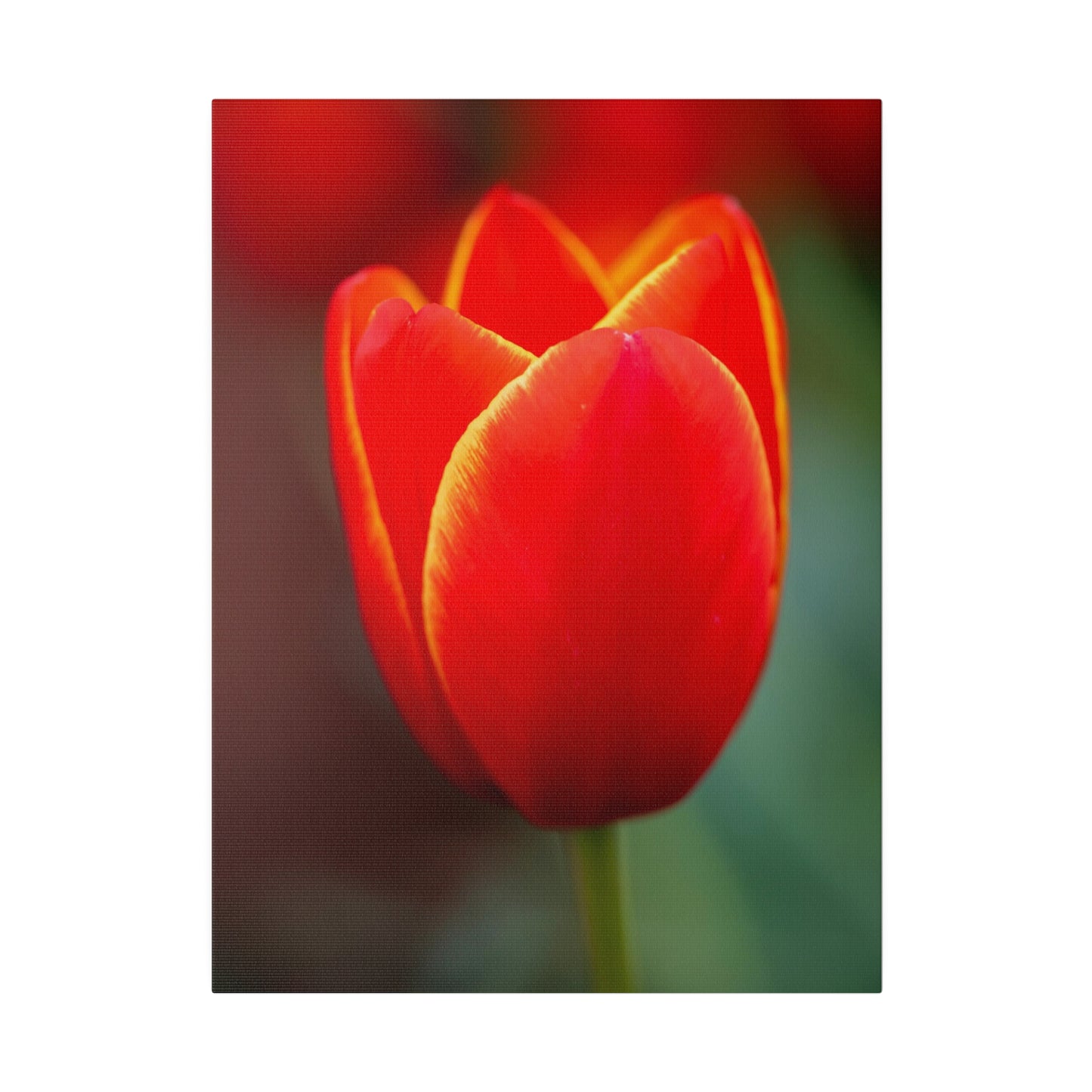 Fiery red and yellow tulip printed on a stretched matte canvas