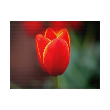 Fiery red and yellow tulip printed on a stretched matte canvas