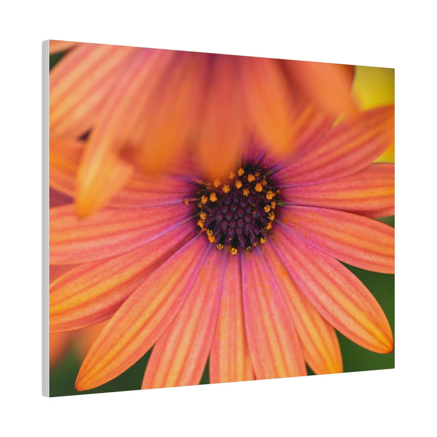 Colorful daisy printed on a stretched matte canvas