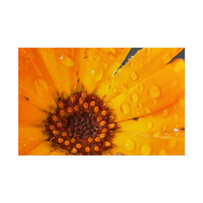 Drenched yellow flower printed on a rollable poster