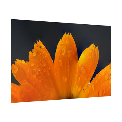 Orange flower petals drenched in dew printed on a rollable poster