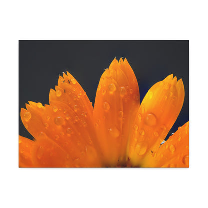 Orange flower petals drenched in dew printed on a stretched satin canvas