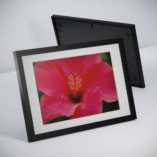 A beautiful hibiscus flower printed on a black framed poster