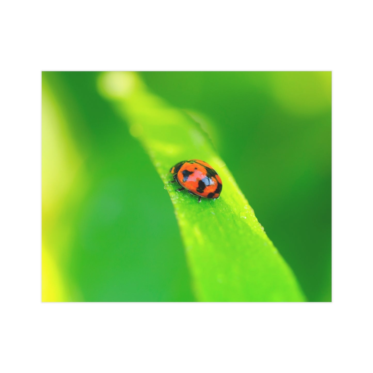 A macro print of a beautiful ladybug