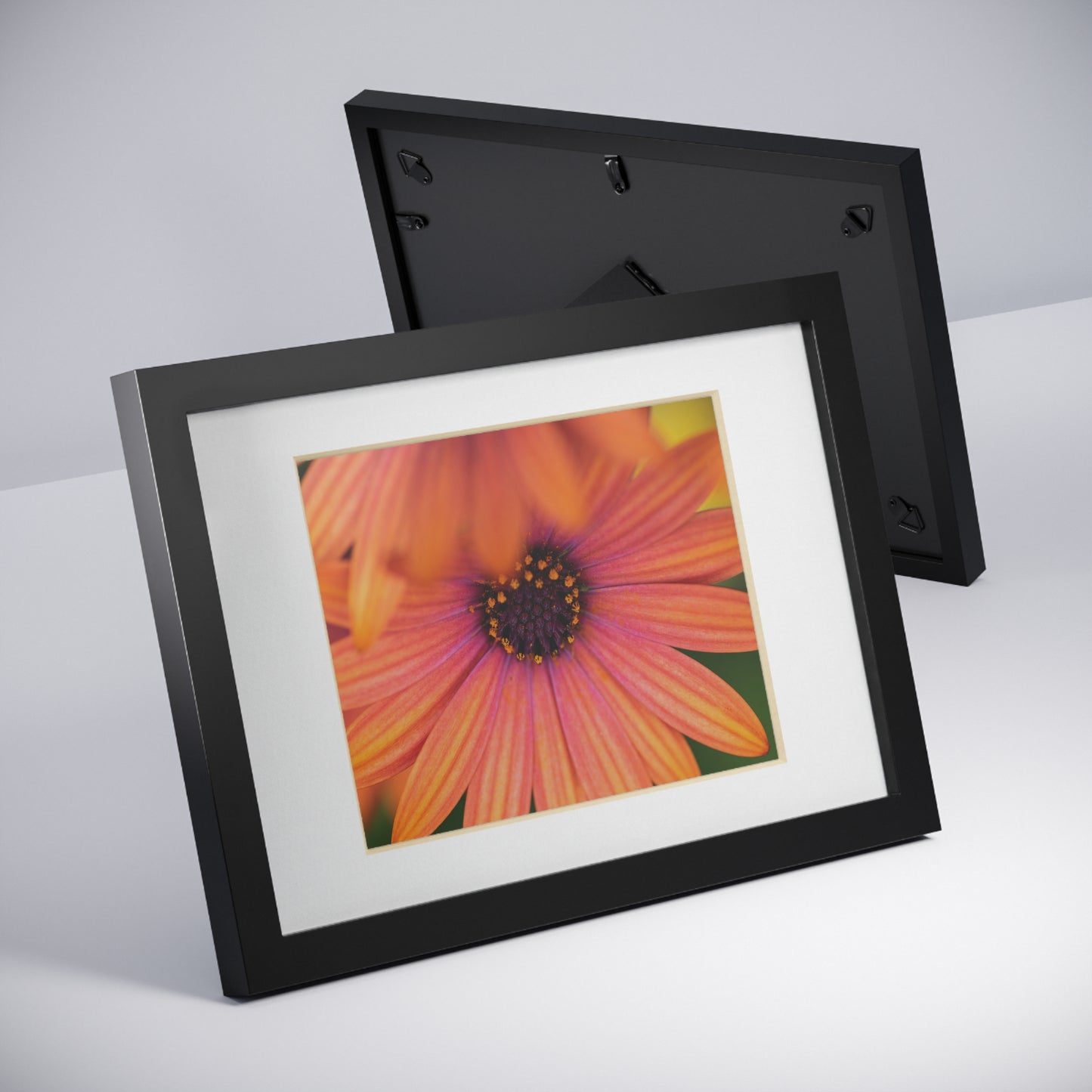 Colorful daisy printed on a black framed posters