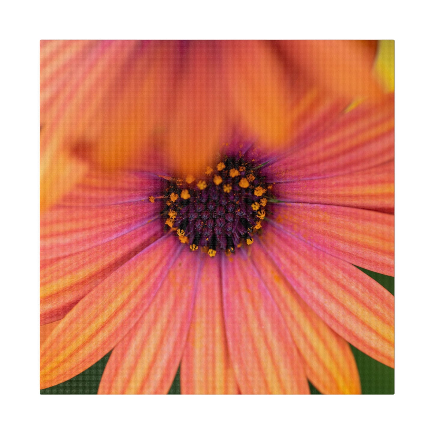 Colorful daisy printed on a stretched matte canvas