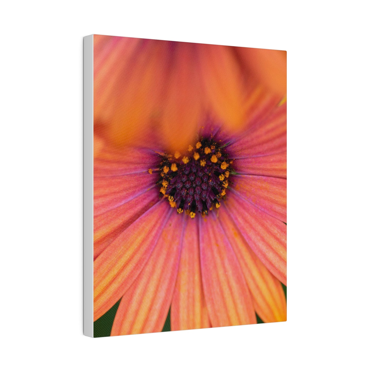 Colorful daisy printed on a stretched matte canvas