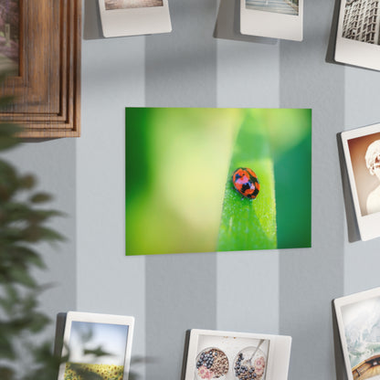 A macro print of a beautiful lady bug