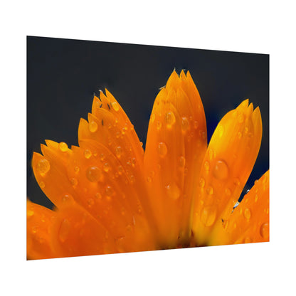 Orange flower petals drenched in dew printed on a rollable poster