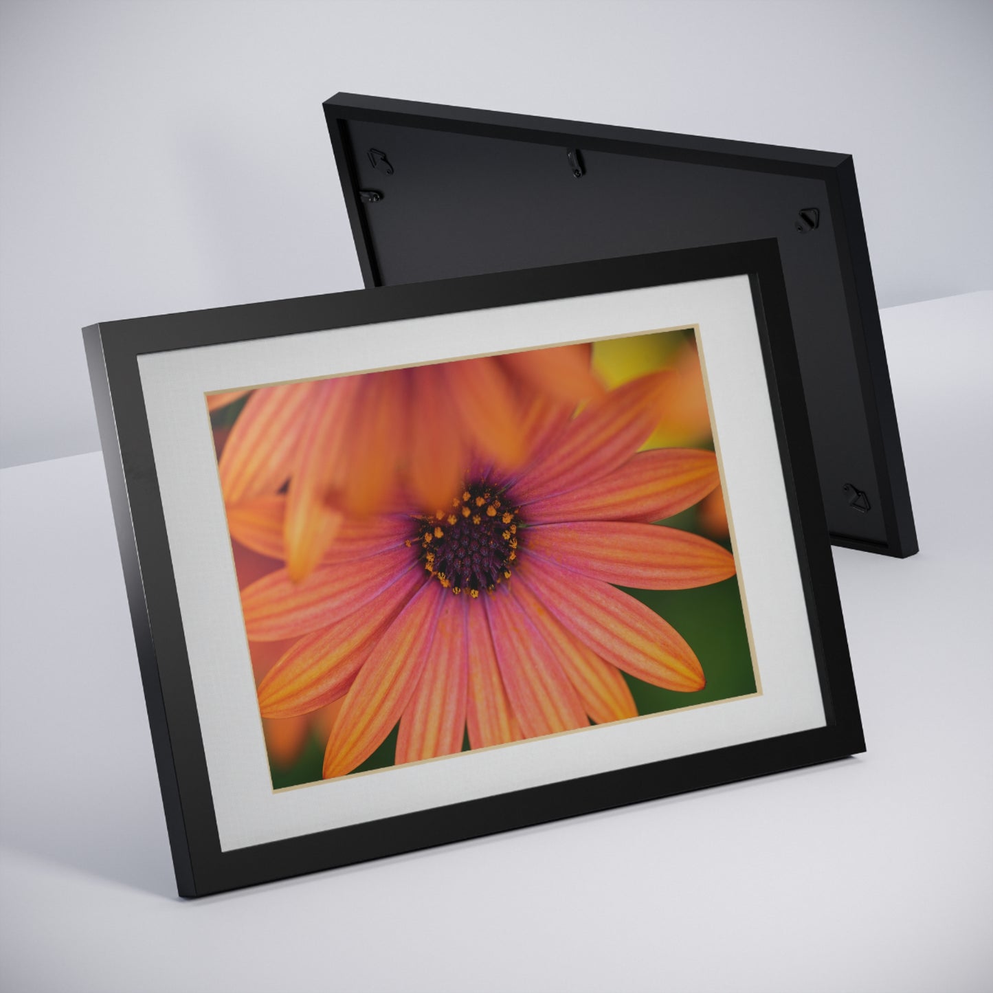 Colorful daisy printed on a black framed posters