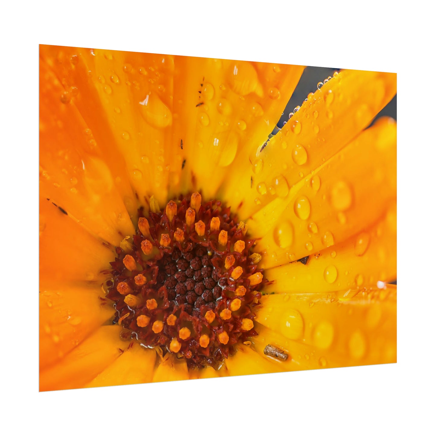 Drenched yellow flower printed on a rollable poster