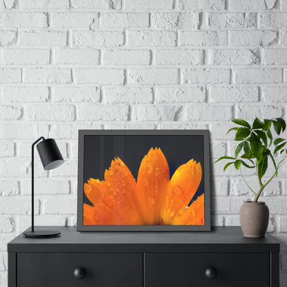 Orange flower petals drenched in dew printed on a framed paper poster