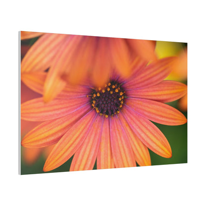 Colorful daisy printed on a stretched matte canvas