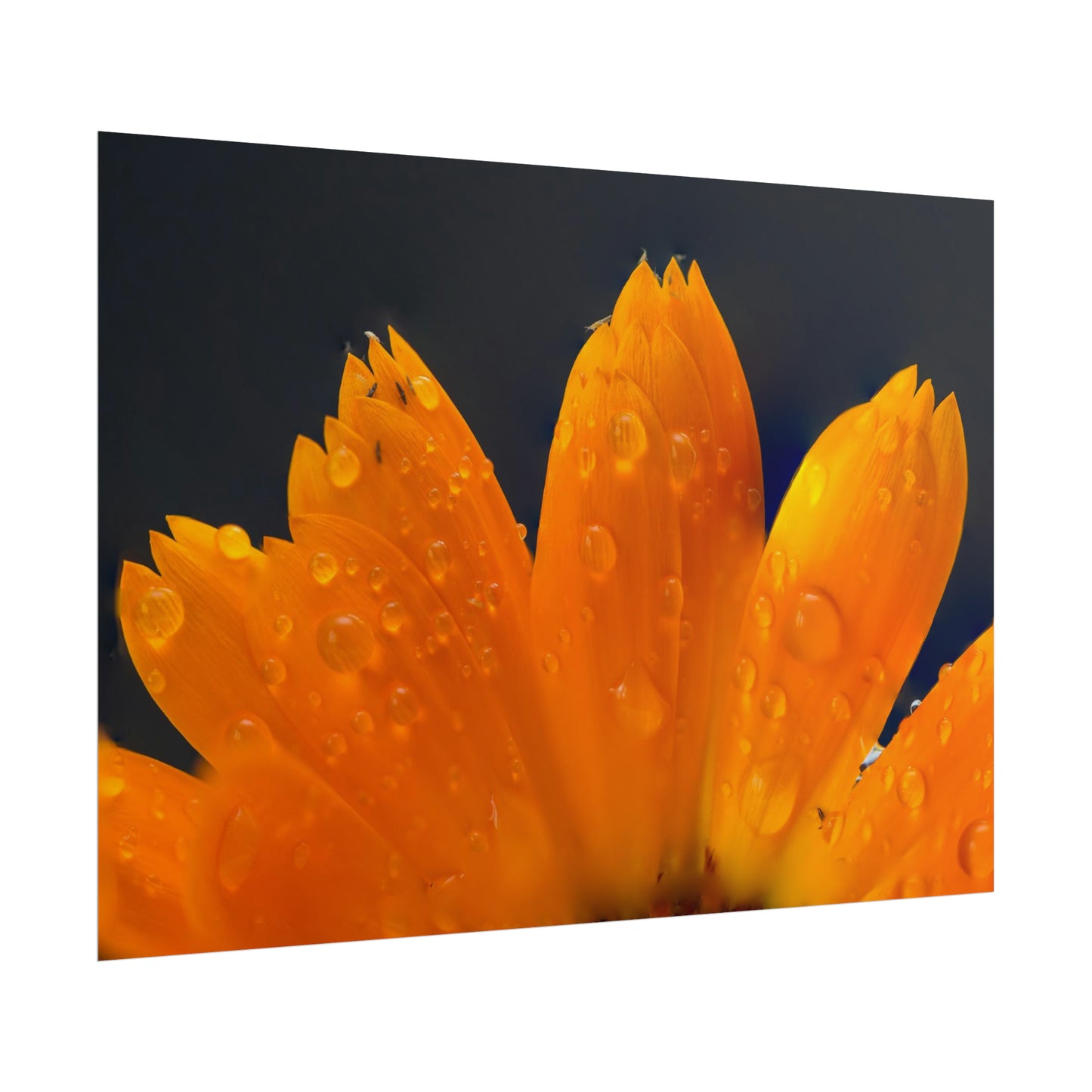 Orange flower petals drenched in dew printed on a rollable poster