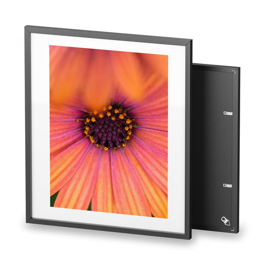 Colorful daisy printed on a framed matte poster