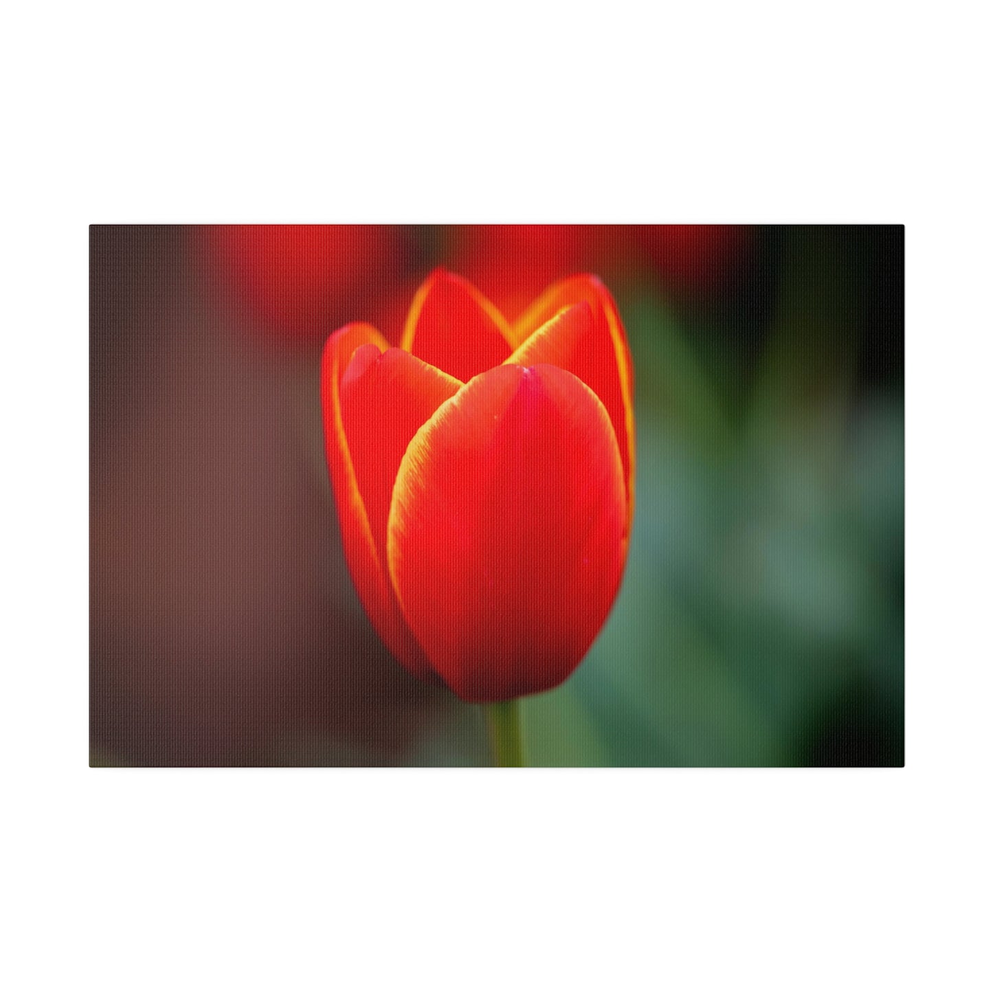 Fiery red and yellow tulip printed on a stretched matte canvas