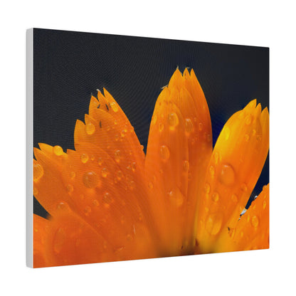 Orange flower petals drenched in dew printed on a stretched matte canvas