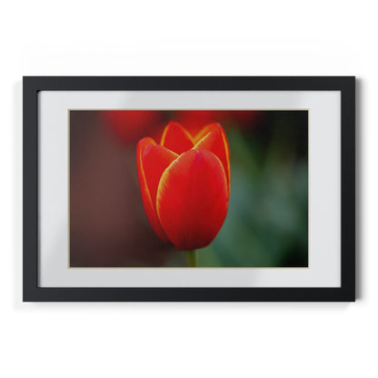 Fiery red and yellow tulip in a black framed poster