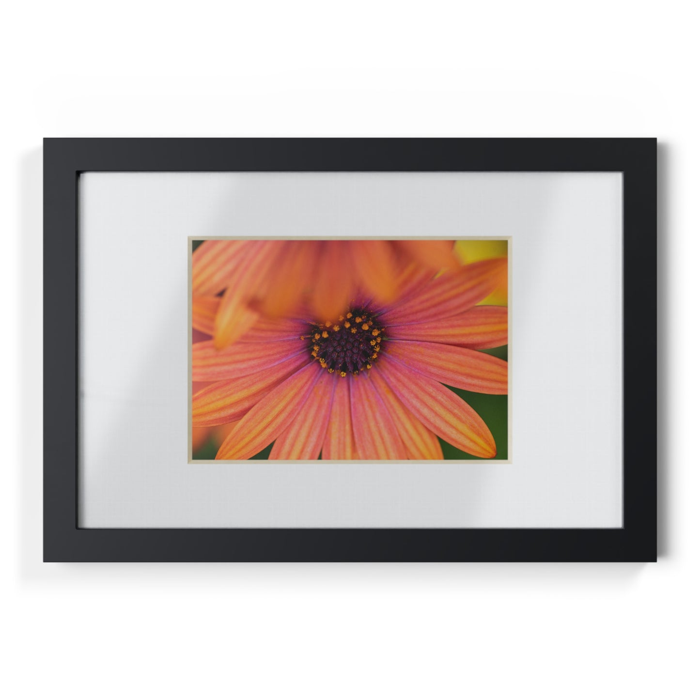 Colorful daisy printed on a black framed posters