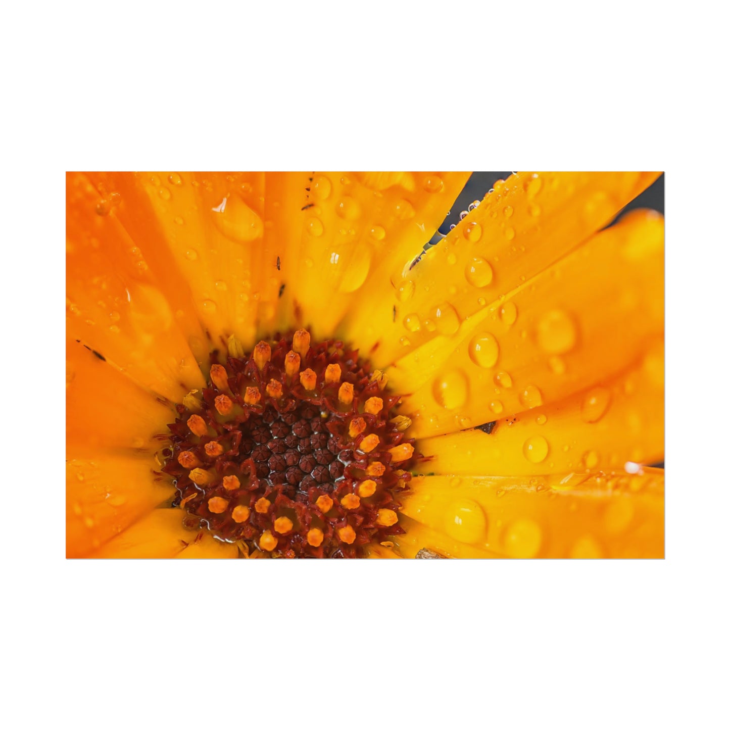 Drenched yellow flower printed on a rollable poster