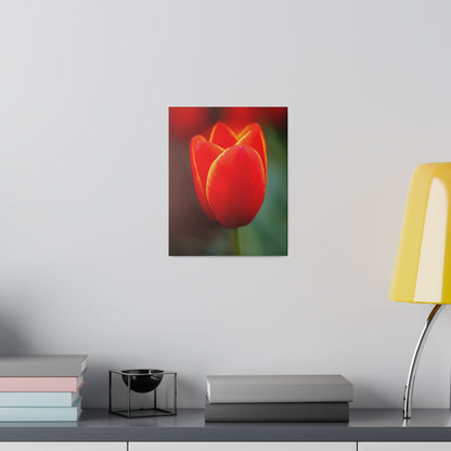 Fiery red and yellow tulip printed on a stretched matte canvas