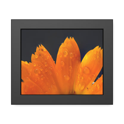 Orange flower petals drenched in dew printed on a framed paper poster