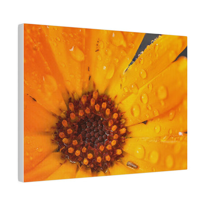 Orange flower petals drenched in dew printed on a stretched matte canvas